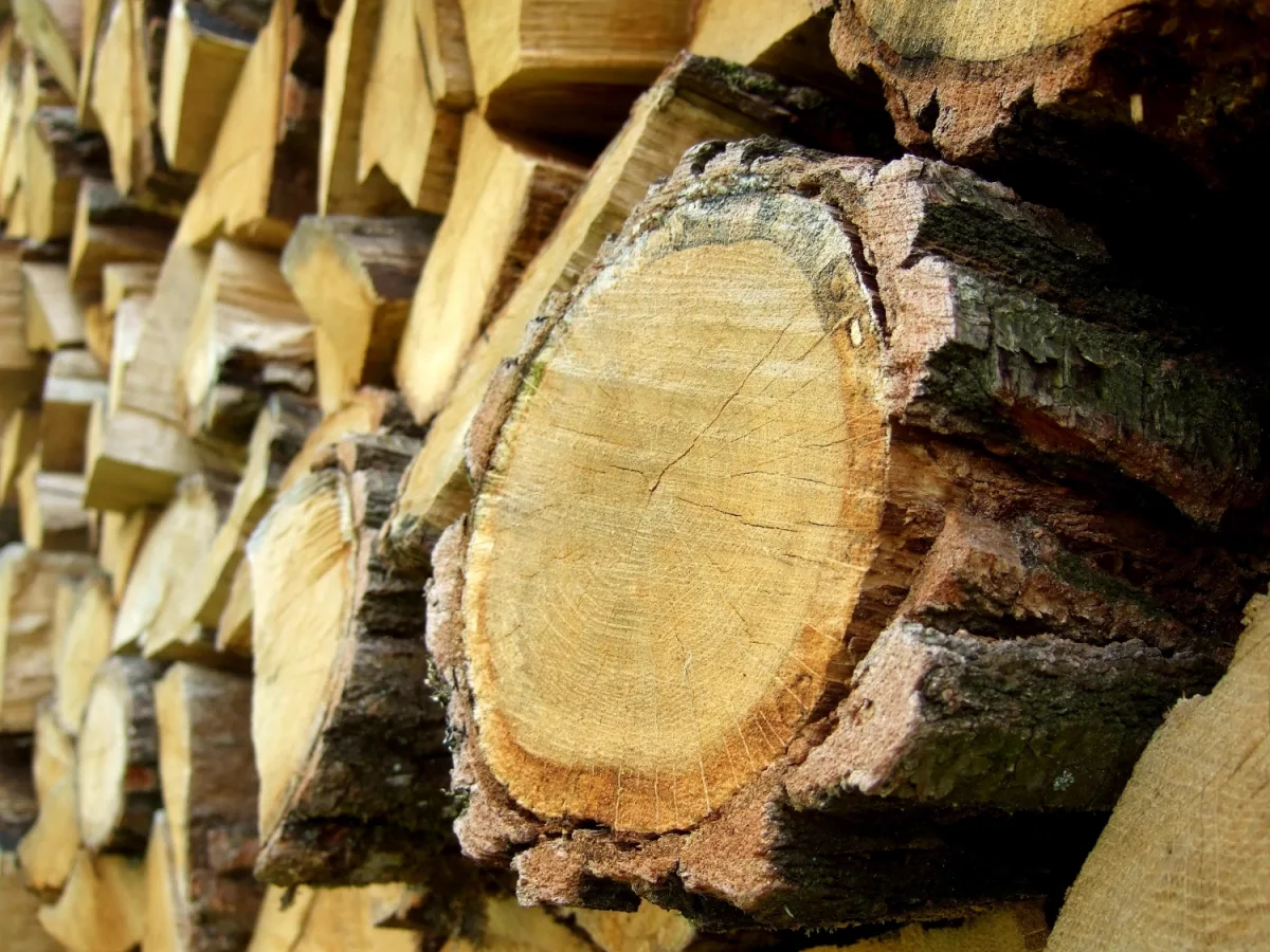 Annual growth rings and bark in a cut of oak